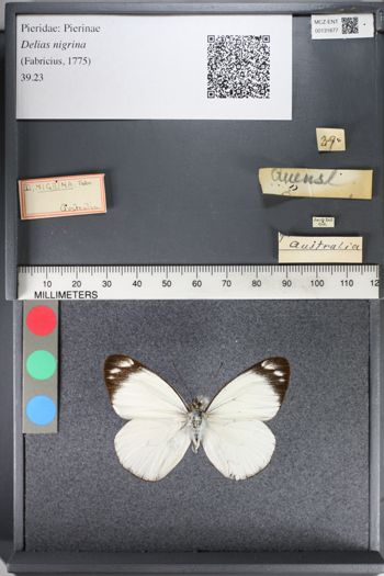 Media type: image;   Entomology 131877